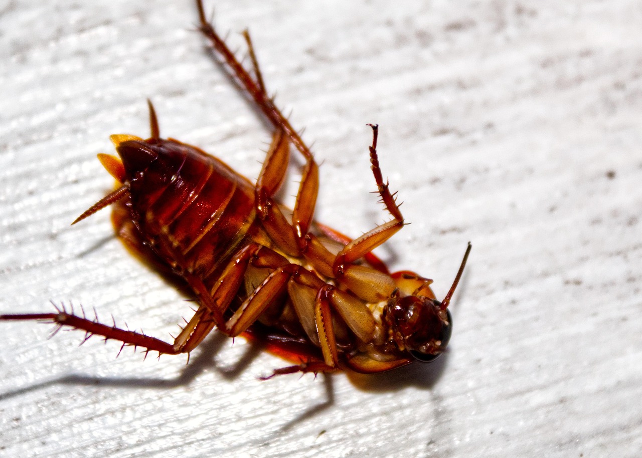 Roaches, why you don't want to clean them up yourself