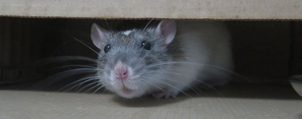 Rodent Droppings